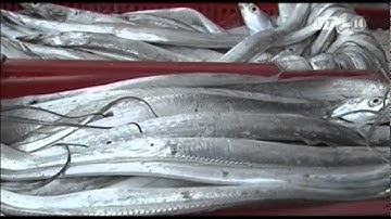 VTC14_Giáp Tết, ngư dân trúng đậm “lộc biển”