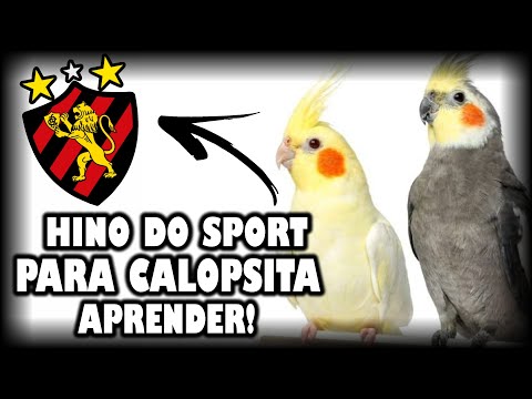 ASSOBIO CALOPSITA -