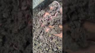 #vermicompost #lombricompost #agroecologie #can #maroc #2026 #togo #lombric #elevage #versdeterre