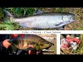 Oregon Salmon Fishing TRIFECTA!!! Coho, Chinook & Chum Salmon on Spinners, Eggs & Jigs