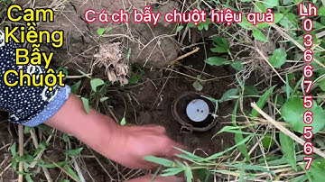 Phần 1: hướng dẫn bà con nông dân đặt cạm kiềng bẫy chuột chống phá hoại hoa màu #baychuotdong #bẫy