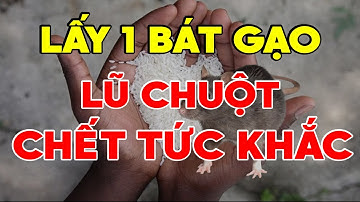 Lấy 1 Nắm Gạo Trộn Với Thứ Này Lũ Chuột BỎ CHẠY Ra Đi Muôn Đời Không Dám Bén Mảng Tới Nhà Bạn