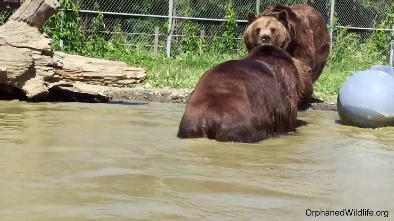 profit and loss statement Jimbo and Leo