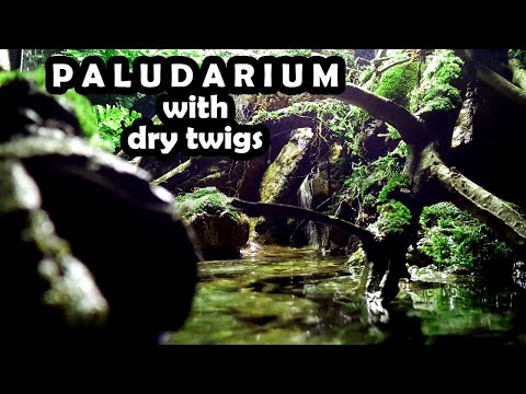 Video Set up simple Paludarium with dry twigs - Bể bán cạn... - youtube