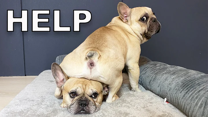 Things You CANT Have When You Own A French Bulldog - DayDayNews