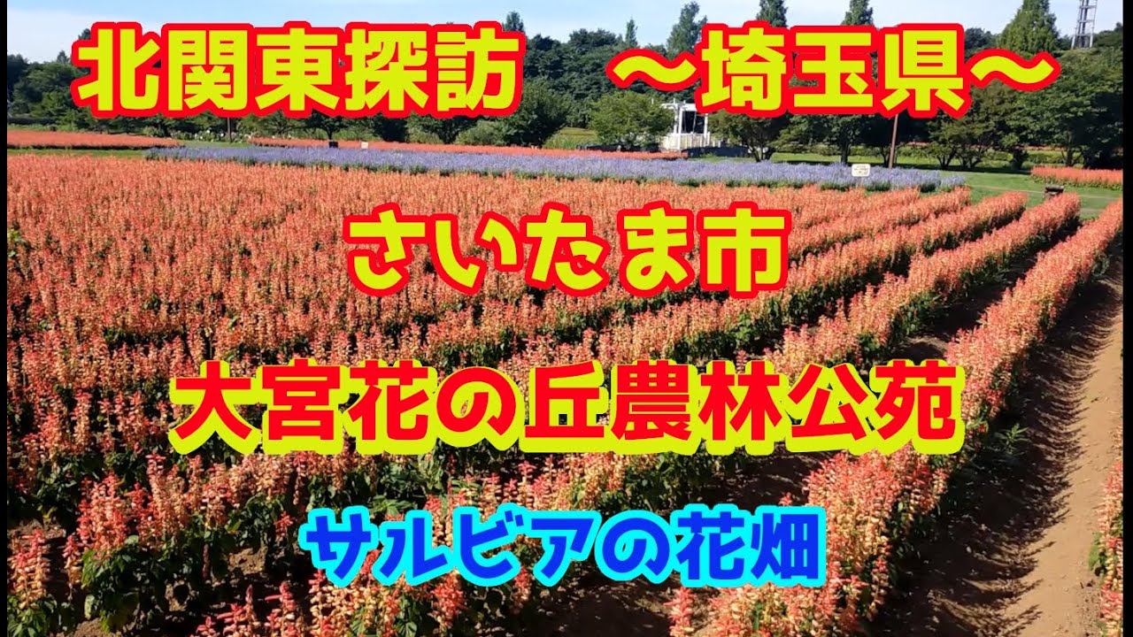 北関東探訪 サルビアの花畑 埼玉県 さいたま市を行く Youtube