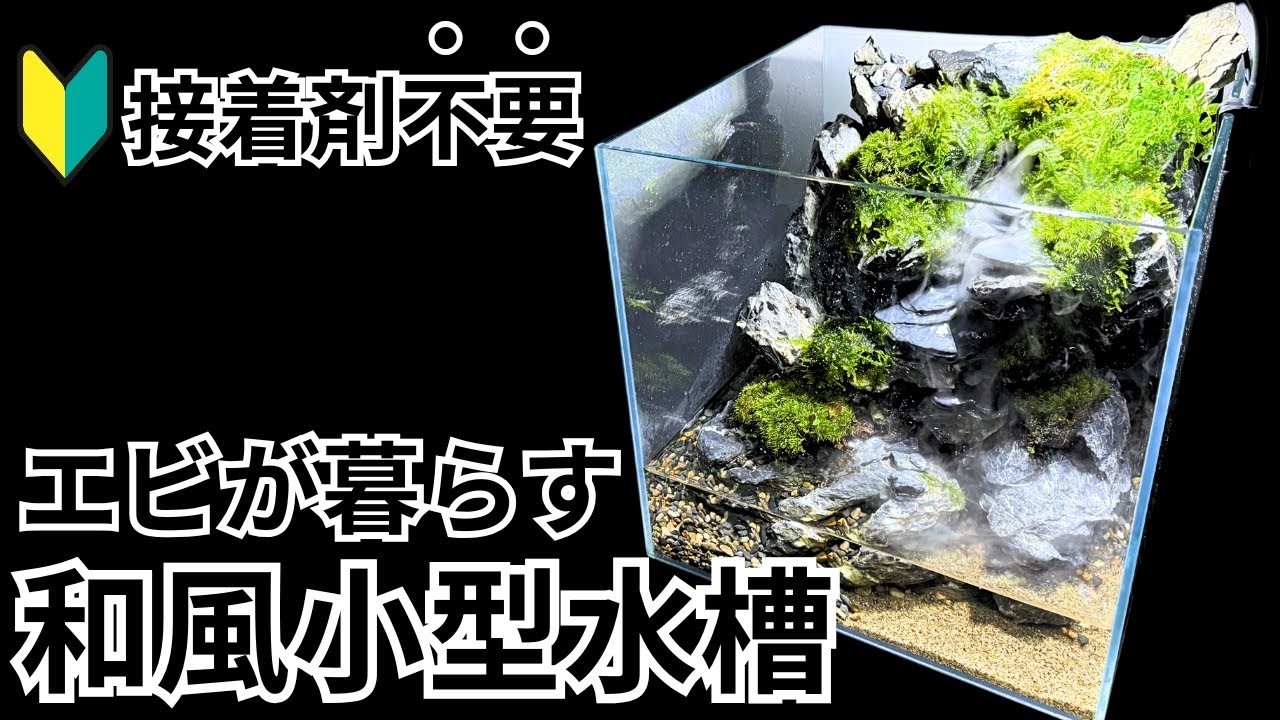 【エビの小型水槽】苔と石を使った