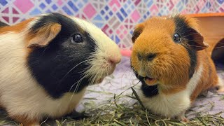 Bengal & Werner - Guinea Pig Bonding Behavior EXPLAINED