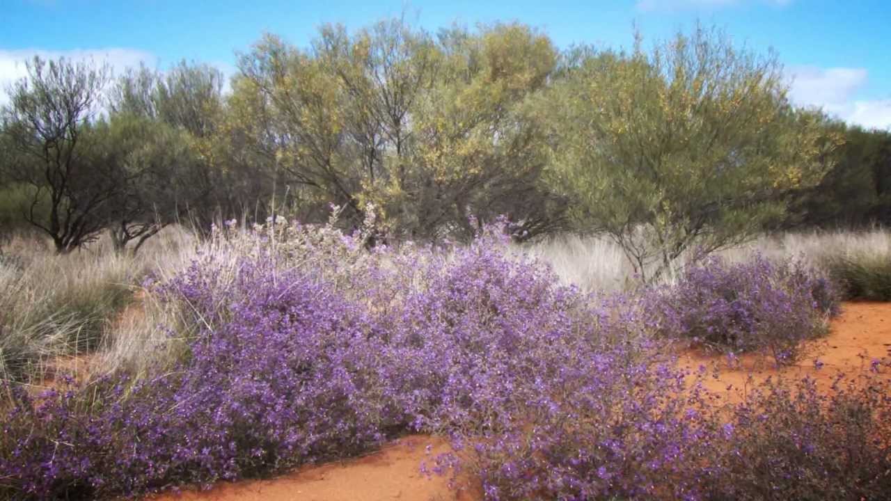 Shire of Yalgoo YouTube