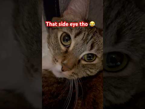 “help me, hooman