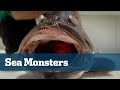 Hammerhead Sharks Giant Warsaw Grouper - Florida Sport Fishing TV - Big Tackle Big Baits Big Fish