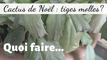 Pourquoi les feuilles de mon cactus de Noël sont molles ?