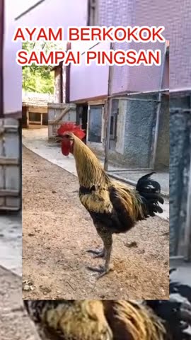 ayam berkokok sampai mau pingsan