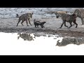 Hyenas vs honey badger 4k shot with 1dx mark ii  canon 600mm etoshanationalpark namibia