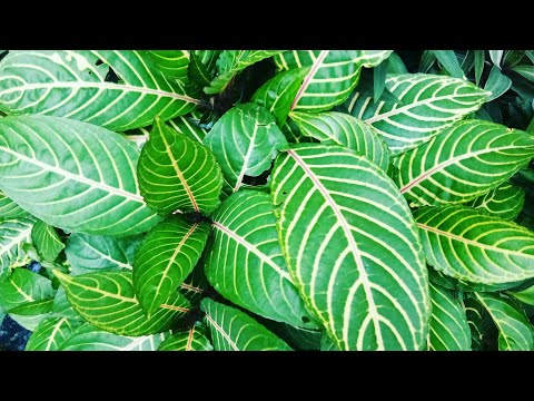 Vidéo: À propos des plantes de Sanchezia : découvrez comment et où cultiver la Sanchezia