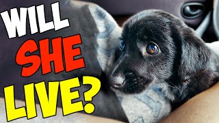 Rescue of a Scared and Sick Abandoned Puppy With a Broken Heart