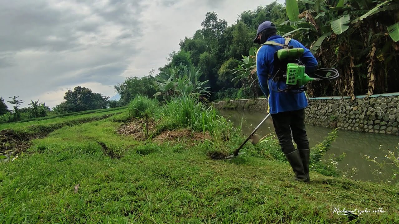 Proses bembersihan rumput liar menggunakan mesin potong 2 tak #pembersihanrumput #mesinpotong2tak 