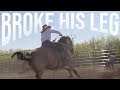 Broke his leg on a bucking horse