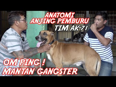 Video: Siapa Pemburu Anjing