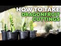 How to Take Dragonfruit Cuttings ✂️🐉