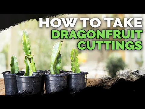 How to Take Dragonfruit Cuttings ✂️🐉