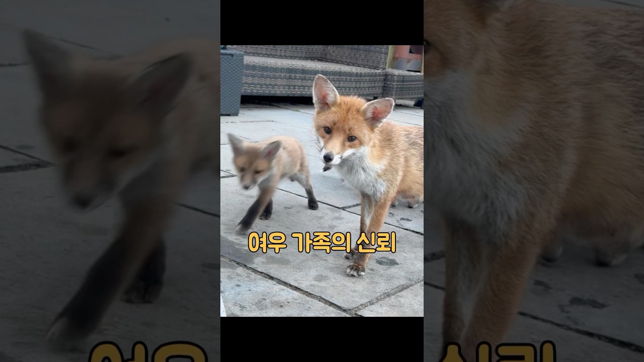 여우가 농부의 닭들을 훔쳐갔지만, 농부는 여우 가족 전체를 입양했습니다. #동물 #동물키우기