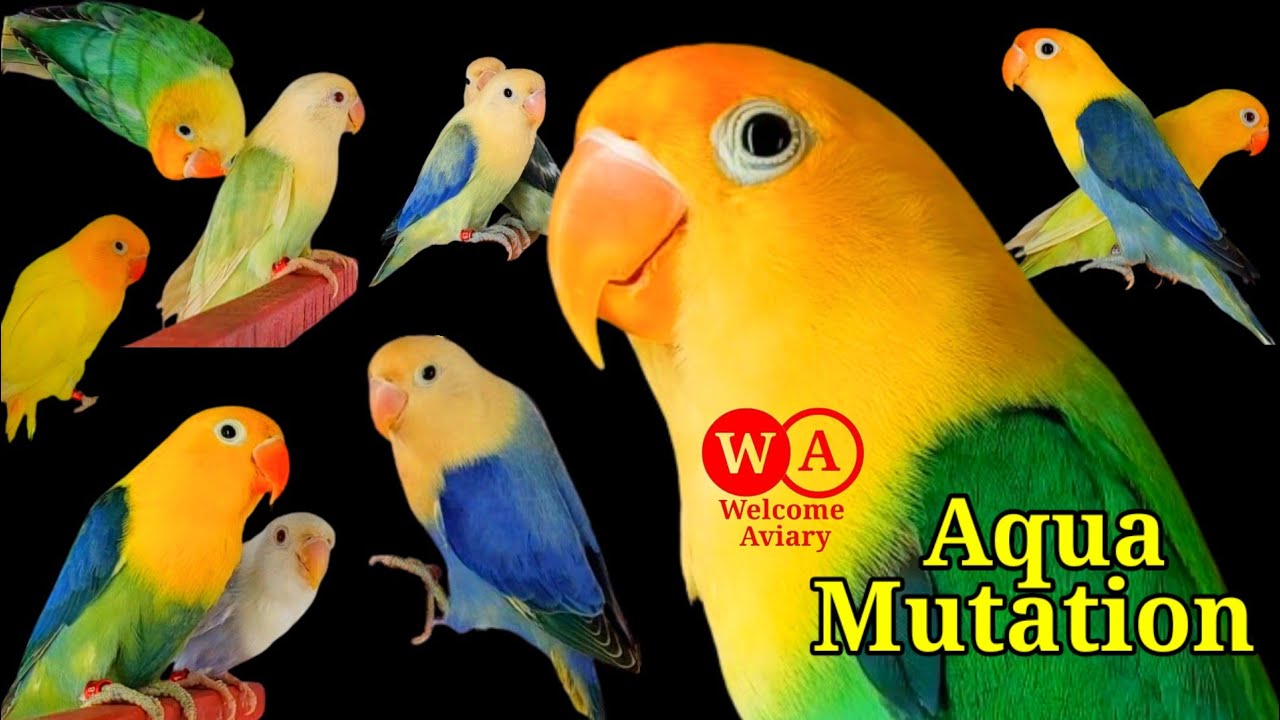 Love birds Aqua Mutaion | Lovebirds | Welcome Aviary Official