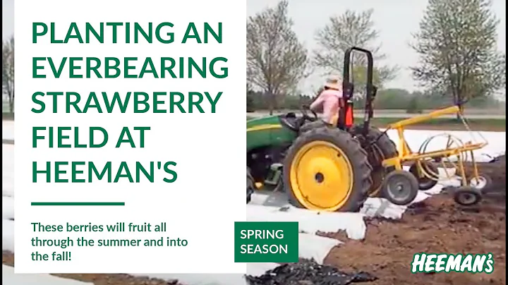 Planting an Everbearing Strawberry Field at Heeman's