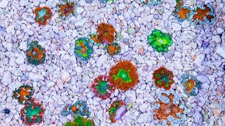 In Stock Spotlight Coral  Wholesale Only  July 9 2017