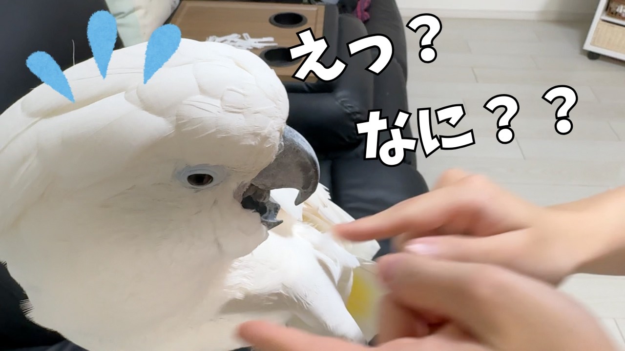 Do mom and dad have different reactions?! The male parrot's