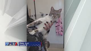 Pet Connection Kinny 3-3-25