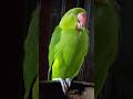 sleepybaby#parrotlover#parrotvideo