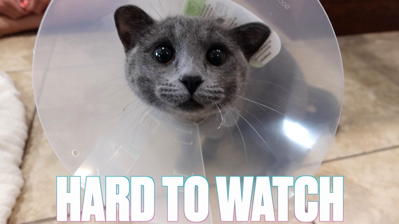 SURGERY DAY | HARD TO SEE SOMETHING YOU LOVE SO MUCH STRUGGLING AFTER SURGERY