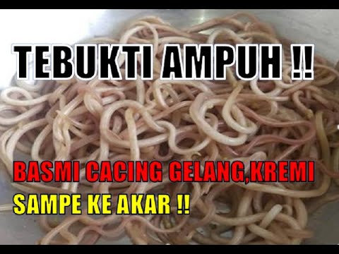 B4SMI  CACING GELANG SAMPE KE AKAR !! DENGAN REBUSAN 2 HERBAL INI