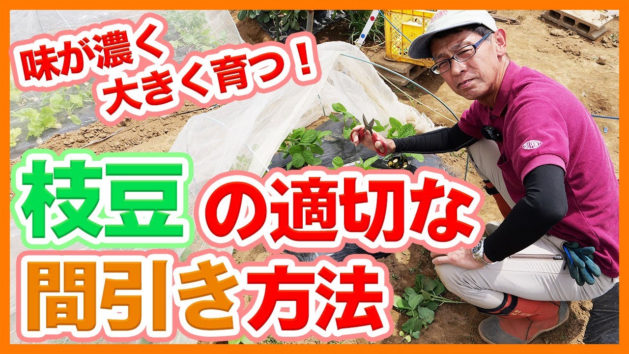 家庭菜園や農園の枝豆栽培で良い枝豆を育てるための適切な間引き方法！味が濃く大きな枝豆の育て方を徹底解説！【農家直伝】Tips for growing good green soybeans.