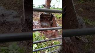Saat kerja di hutan operator excavator dapat trenggiling hewan yang di lindungi‼️