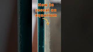 How to reseal an aquarium 🛠️💦 #shorts #aquarium #fishtank