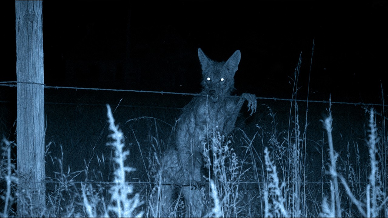 Horrifying Stories About Unexplained Creatures