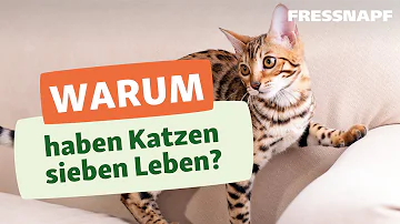 Woher kommt der Mythos Katzen haben 9 Leben?