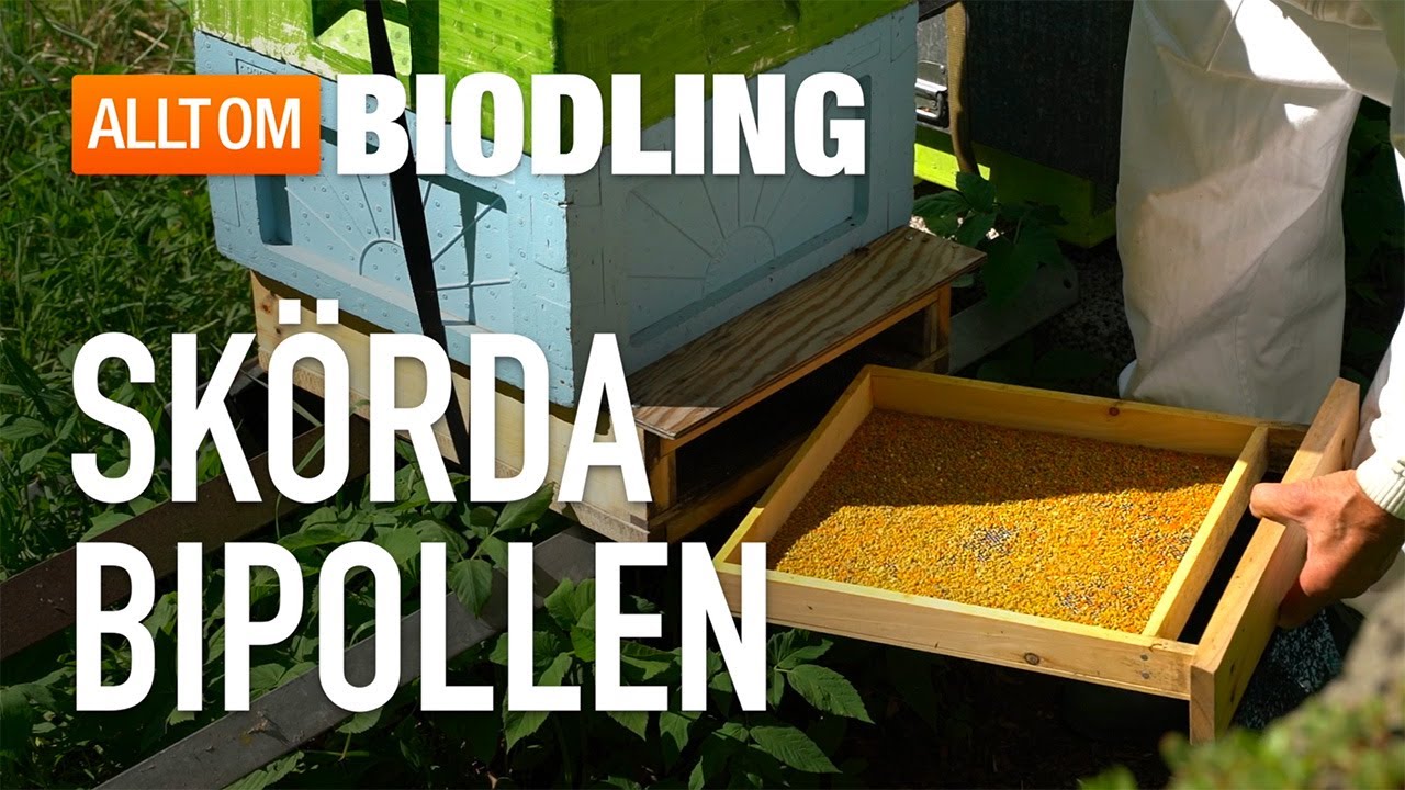 Skörda bipollen - Biodling