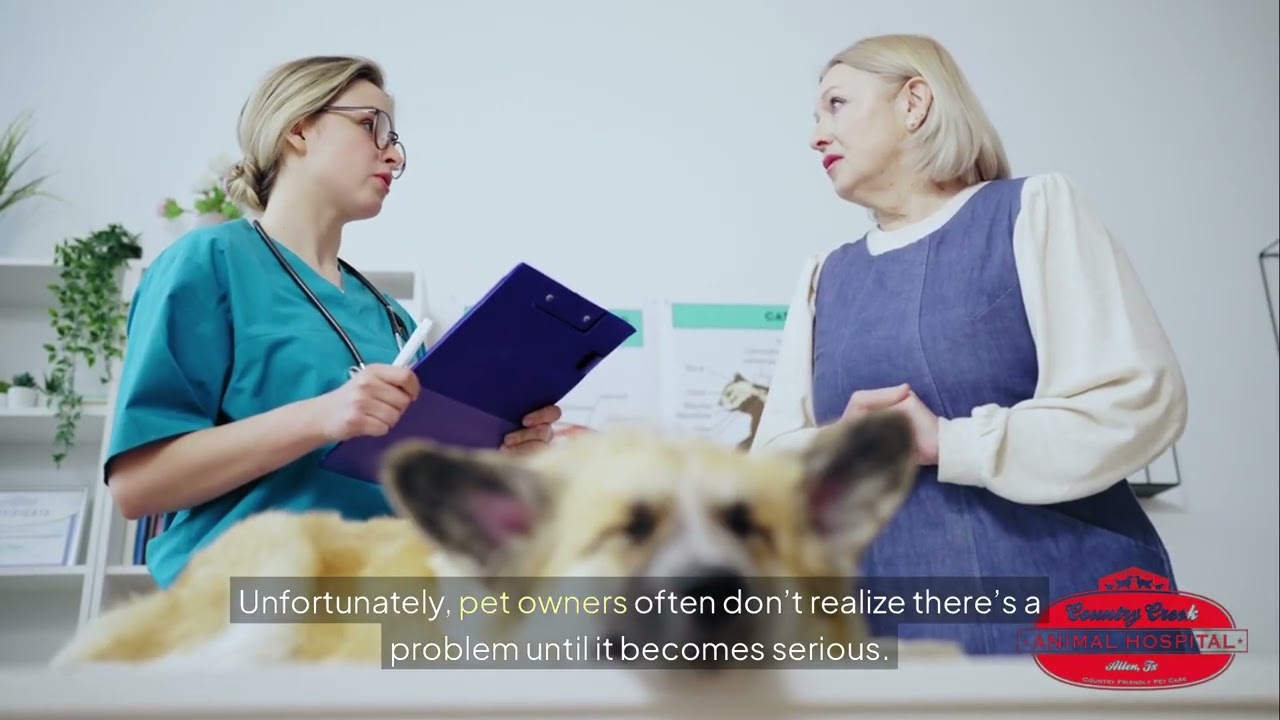 Trusted Pet Dental Care in Allen, TX | Country Creek Animal Hospital