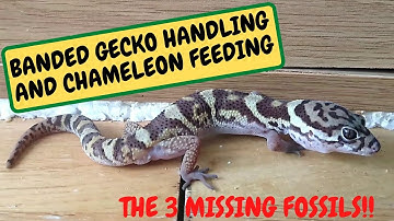 BANDED GECKO HANDLING, CHAMELEON FEEDING AND THE 3 MORE FOSSILS (Snake Island Exotics)