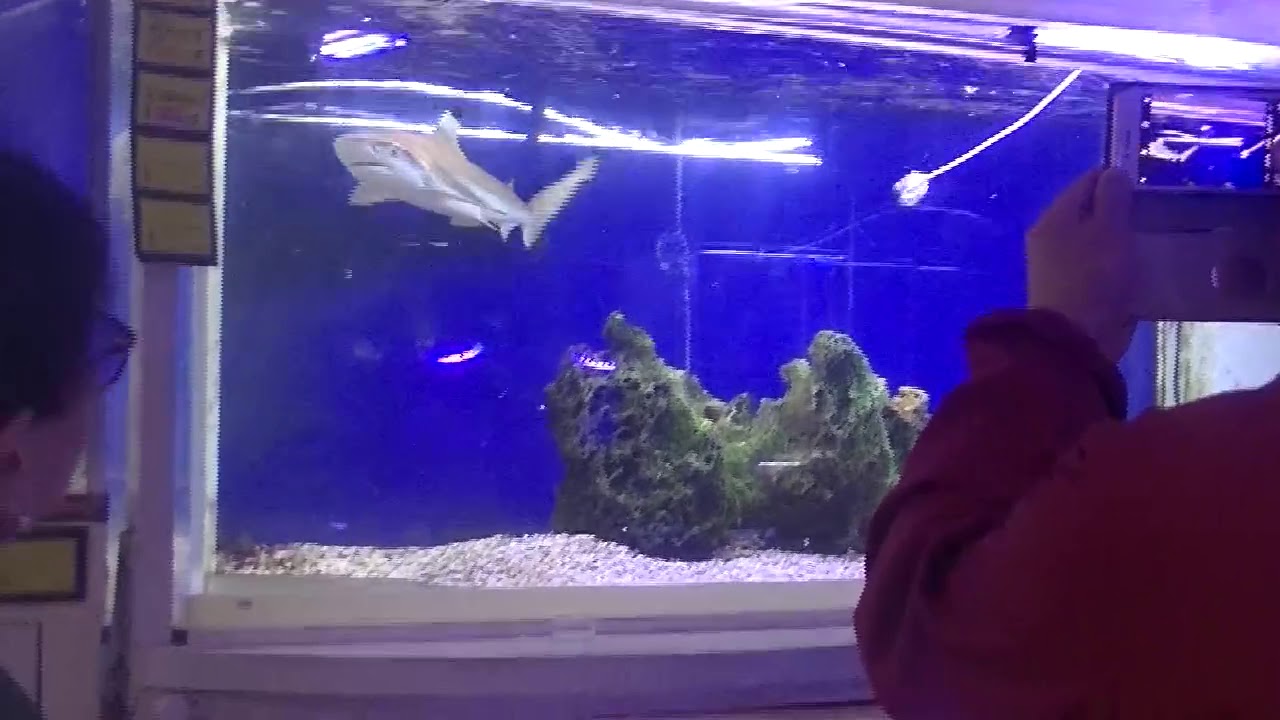 サメのご紹介 くまぱぱのブログ サメのご紹介 くまぱぱのブログ