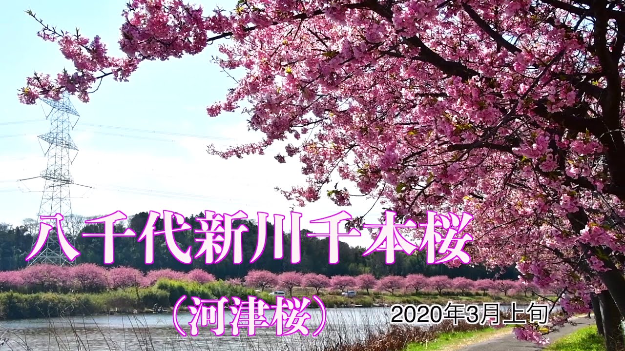 千葉県八千代市 新川千本桜(河津桜) 2020年3月 ドローン撮影