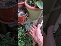 джунгли на балконе или продолжаю двигаться к своей мечте.  25 апреля 25 года