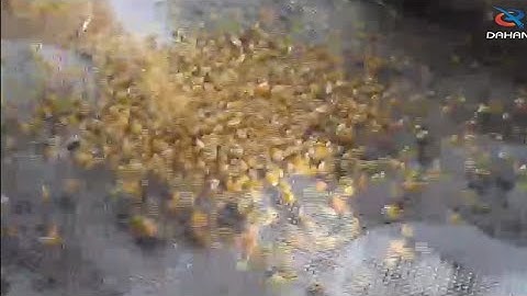 Sieving machine for corn