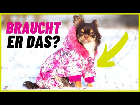 Video: Müssen Hunde Hundemäntel tragen?