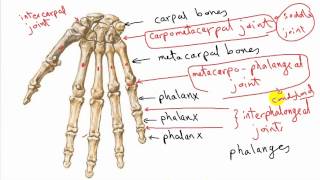 general anatomy 12  - types of synovial joints (correction) - by dr sameh ghazy