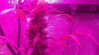 Qrazy Train day 57 & Chocolate Chunk day 33 of flower