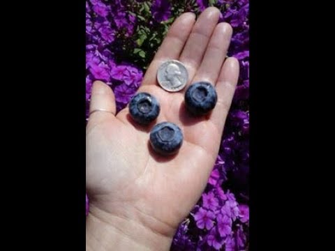 Video: Qhov Twg Blueberries Loj Hlob